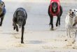 uk greyhound race