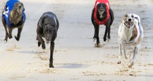 uk greyhound race