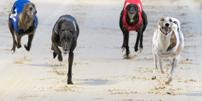 uk greyhound race