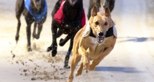 UK greyhound race