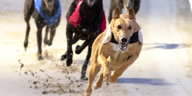 UK greyhound race