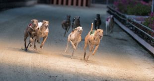 SBC News Lord David Lipsey: Enhancing greyhound racing beyond the betting space