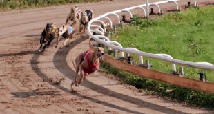 SBC News Betfred punters to have ‘full exposure’ to all TRP greyhound meets