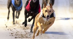 SBC News Premier Greyhound Racing draws ‘plan for the future’ in broadcast schedule