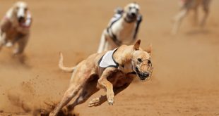 SBC News Betfred and SIS maintain commitment to greyhound racing content