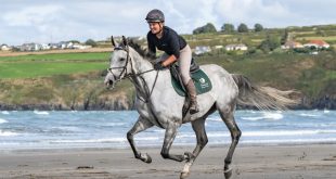 SBC News Thoroughbred Census reveals ‘remarkable versatility’ in life after racing