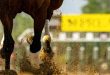 SBC News ProgressPlay adds UK & Irish horse-racing to content portfolio