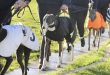 GBGB_Greyhounds