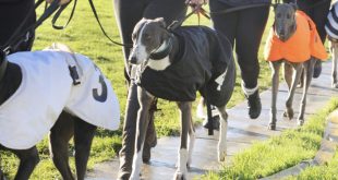 GBGB_Greyhounds