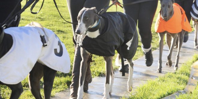 GBGB_Greyhounds