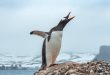 Gentoo_Penguin