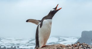 Gentoo_Penguin