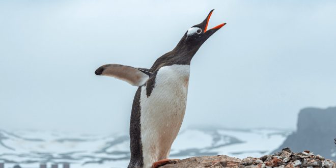Gentoo_Penguin