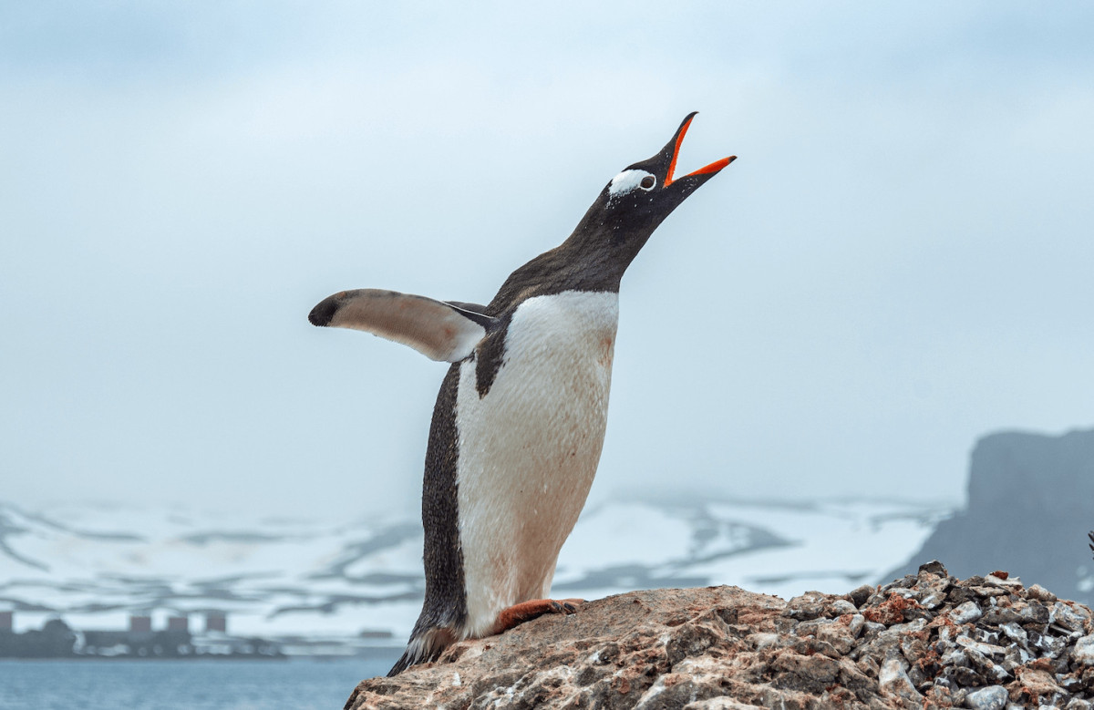 Gentoo_Penguin