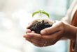 A woman holding soil and a protruding plant in her hands