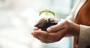 A woman holding soil and a protruding plant in her hands