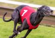 a greyhound racing