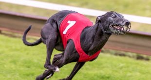 a greyhound racing