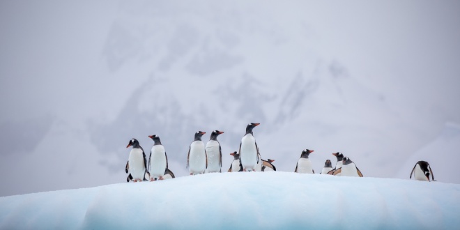 Gentoo penguins standing on a snowy ridge