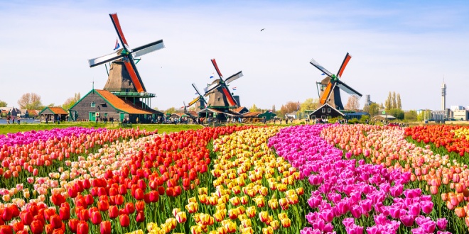 A flower field in the Netherlands with windmills in distance