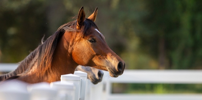 Amelco discusses the tactics that could be deployed to heighten the interest in horse racing.