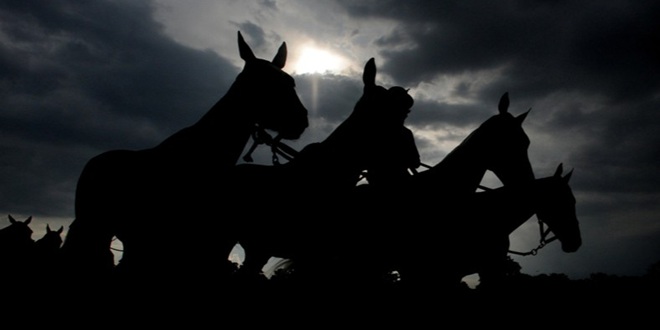 Silhouette of race horses at Cheltenham as Amelco reviews the Festival.