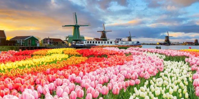 A Dutch landscape with windmills and multicoloured tulips