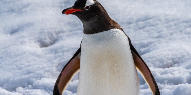 A Gentoo penguin