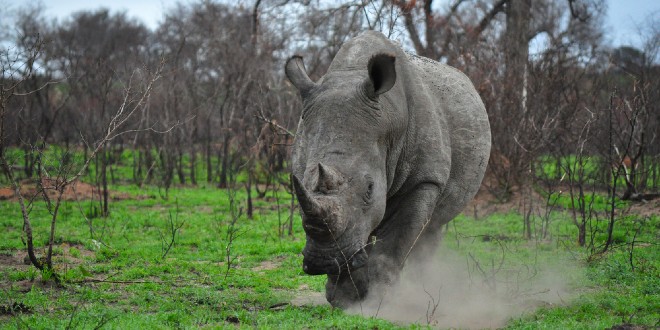 Rhino, representing Betsson's acquisition of Rhino Entertainment Group
