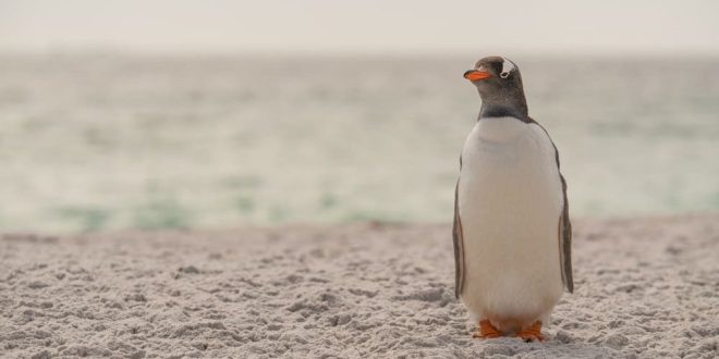A gentoo penguin on a beach