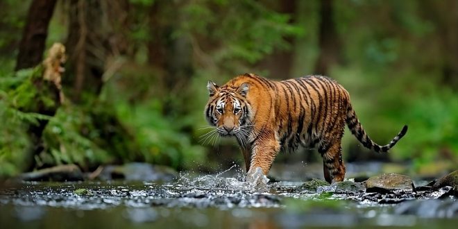 A Tiger by a river, symbolising LeoVegas' Tiger sportsbook