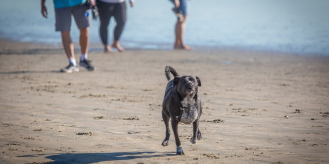 dog running, representing Underdog shutting DFS in seven states