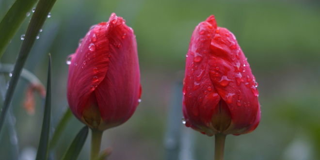 A still-not-bloomed tulip